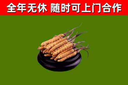 兴安回收冬虫夏草